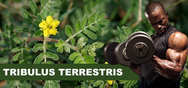 tribulus terrestris gymbeam